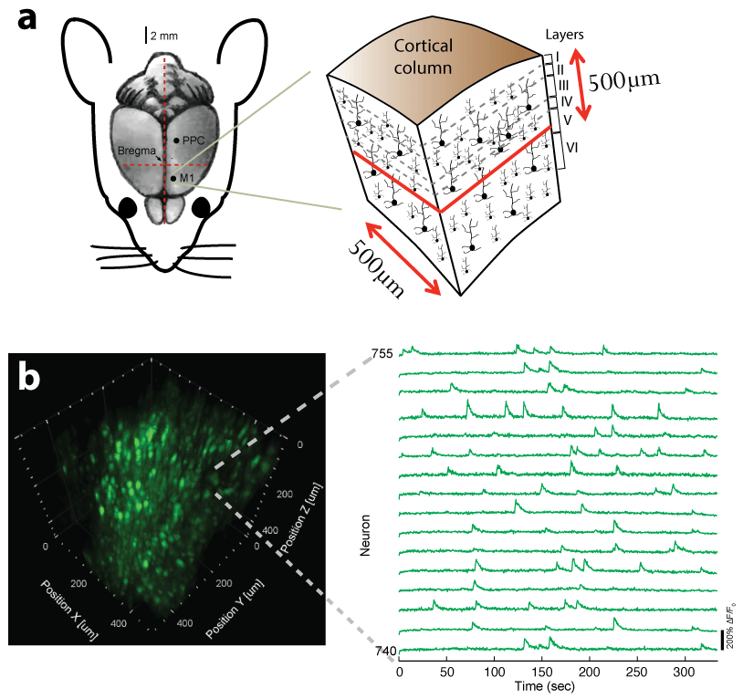 Fast volumetric Ca2+ imaging across a cortical column in the in-vivo mouse