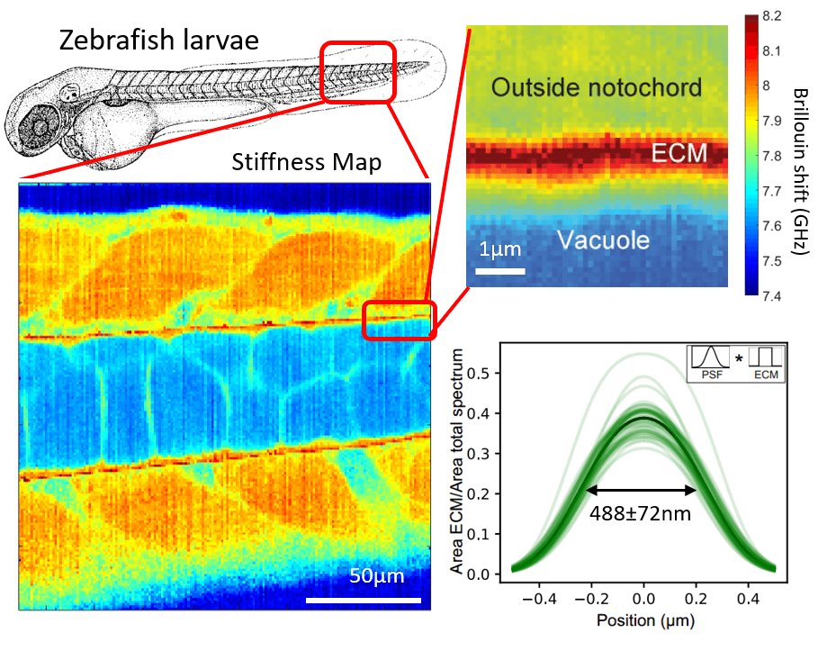 2D Brillouin map of a cell