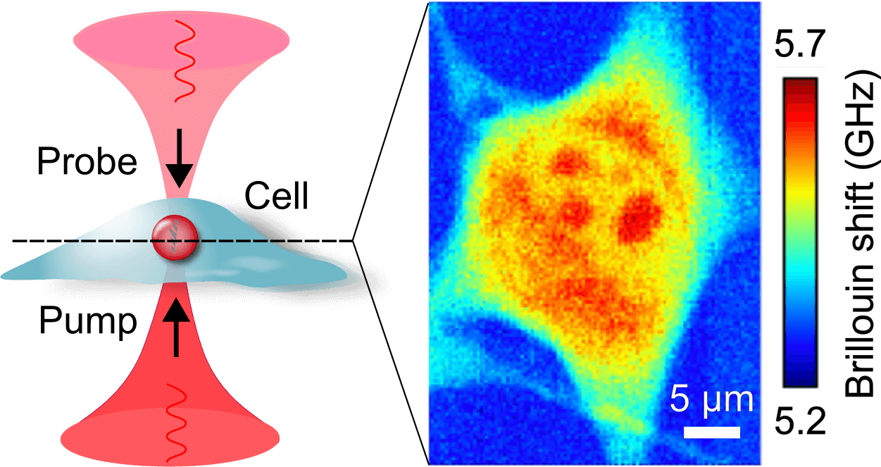 Principle and example image of SBS