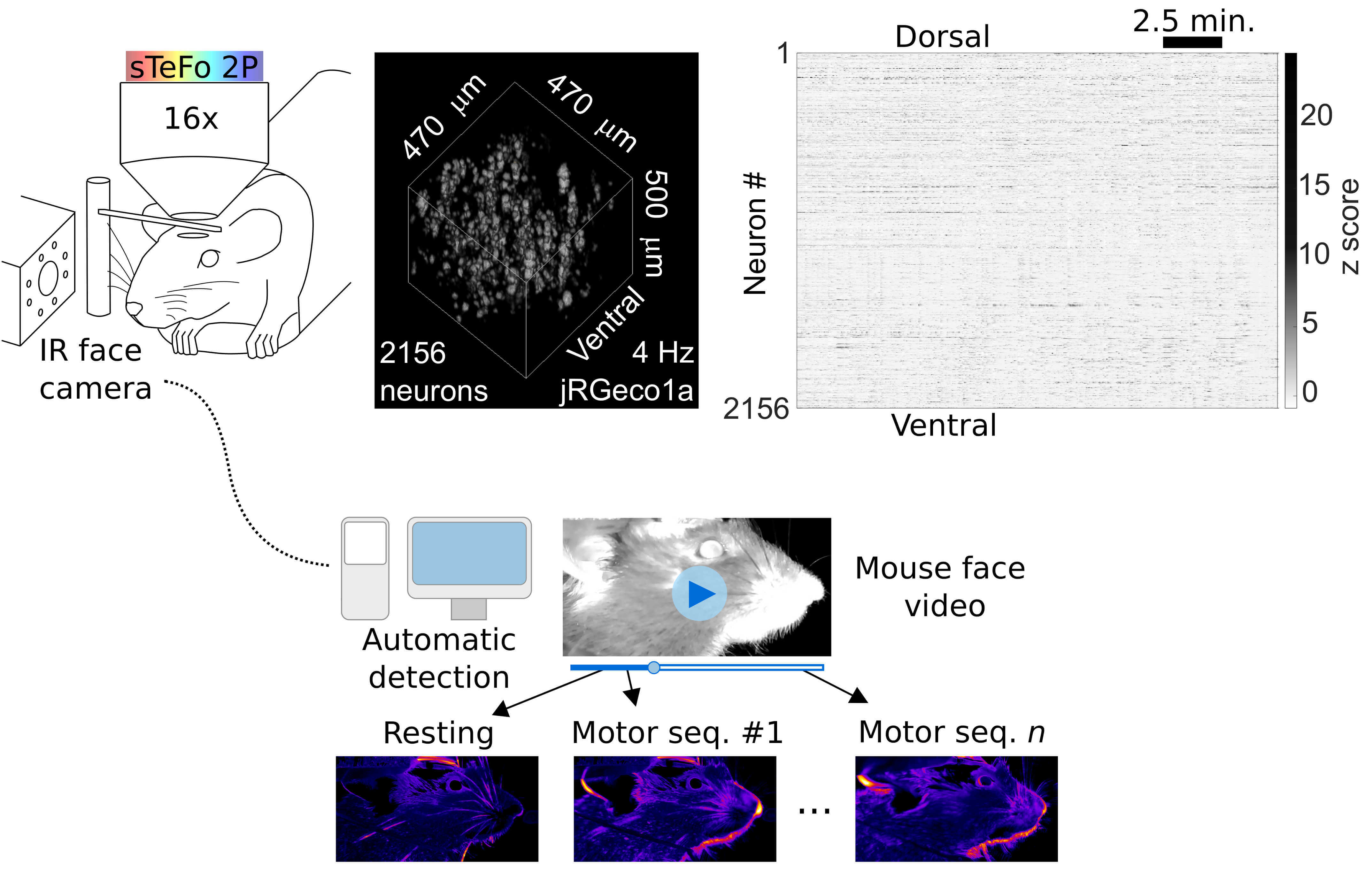 Linking neuronal population activity to facial behavior