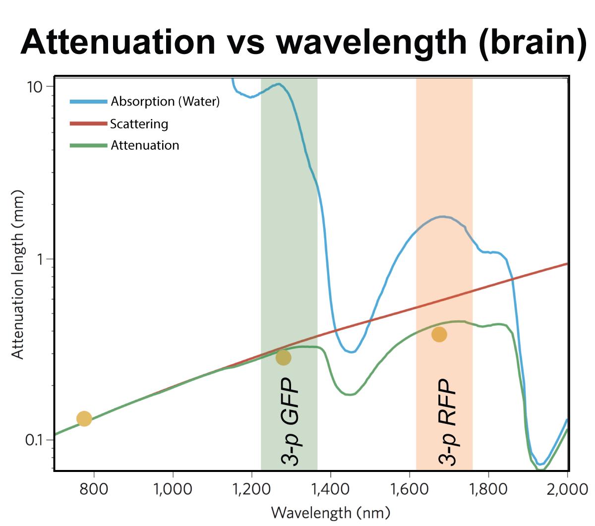 attenuation in brain tissue