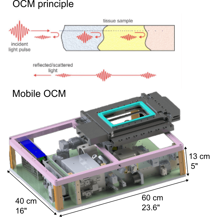 Working principle of OCT and 